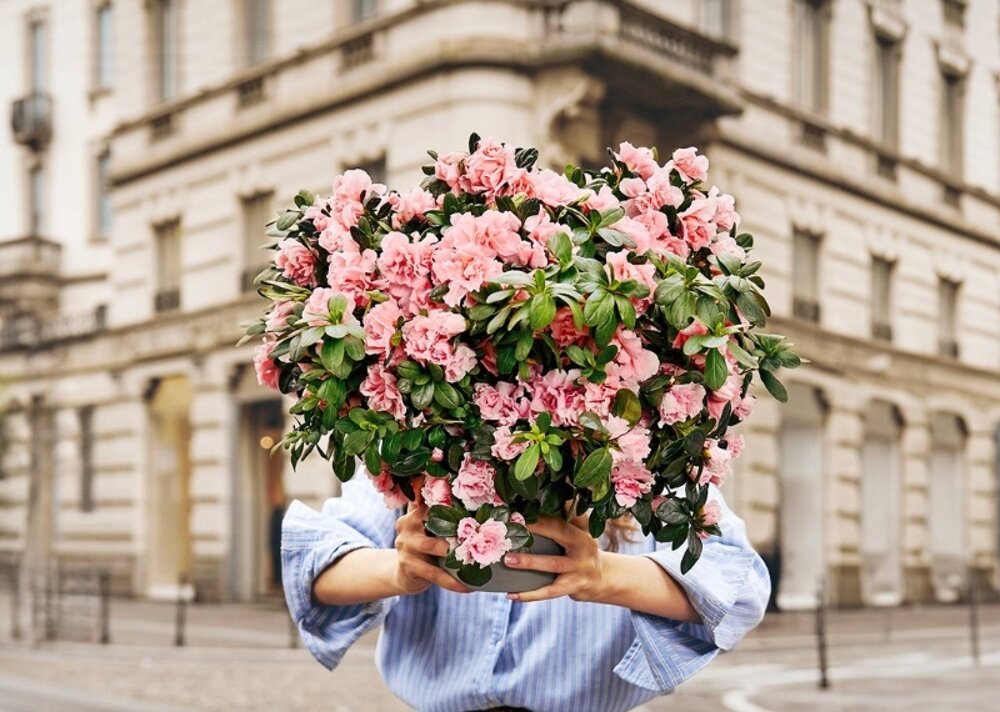 Festa della Mamma 2025 - Sosteniamo AIRC e regaliamo l’Azalea della Ricerca! Festa della Mamma 2025 - Sosteniamo AIRC e regaliamo l’Azalea della Ricerca!